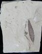 Fossil Willow Leaf (Salix cockerelli) - Utah #15866-1